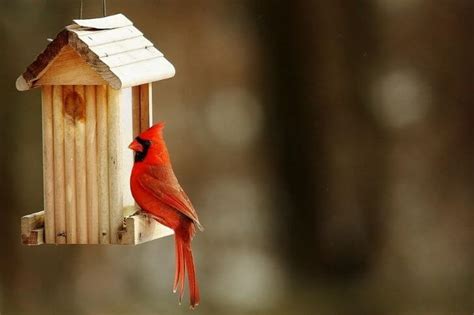 10 Best Bird Houses For Cardinals 2023