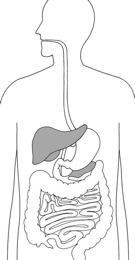 The Digestive System Focusing On The Liver And Pancreas Media Asset