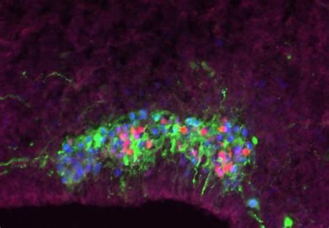 ‘chatty Cells Help Build The Brain
