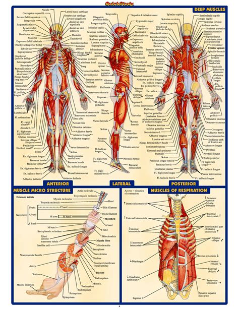 Human Anatomy Muscles Human Body Anatomy Human Anatomy And