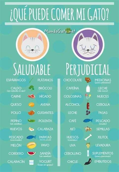 Alimentos Que No Pueden Comer Gatos Y Perros