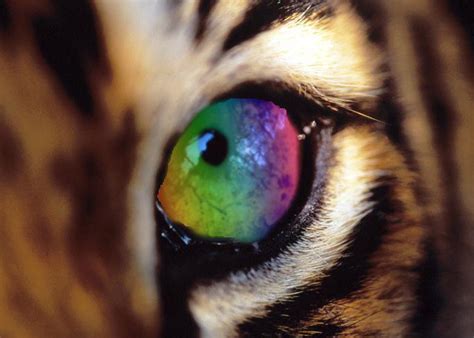 Rainbow Tiger Eye 1 By Hhiwitch On Deviantart