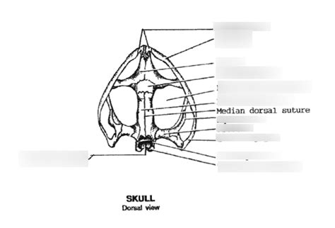 Dorsal View Of Frog Skull Diagram Quizlet
