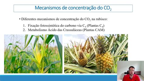 Fisiologia Vegetal Fotoss Ntese Rea Es De Carboxila O Parte