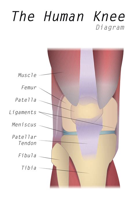 Diagram Prosthetic Knee Diagram Full Version Hd Quality Knee Diagram