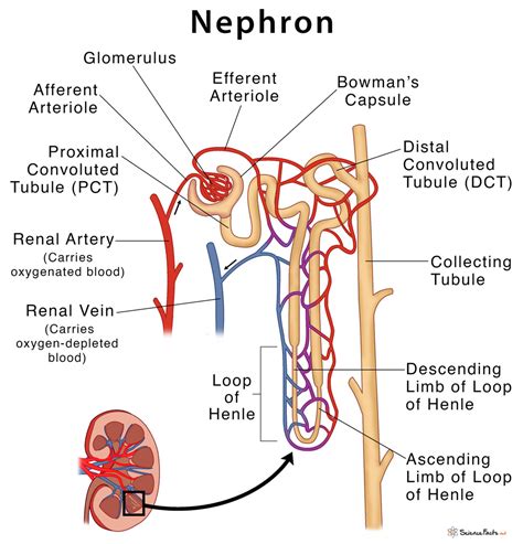 Nephron Structure