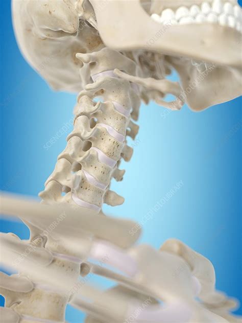 Human Cervical Spine Artwork Stock Image F0094518 Science Photo