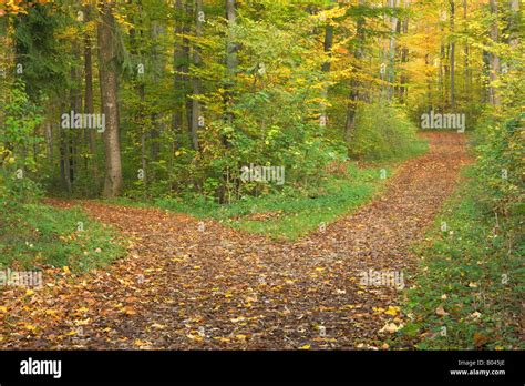 En El Cruce De Camino Forestal Divide Desde Uno De Los Dos Caminos Que