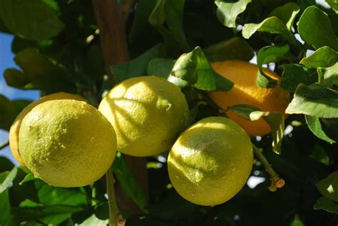 8 Tips For Growing Citrus In Containers Kellogg Garden Products