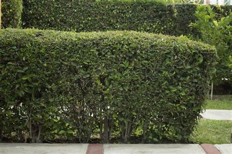 Inspiration For The Space Around You Hunker Hedges Landscaping