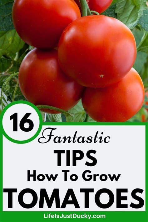 16 Top Secrets For Growing Great Tomatoes Tomato Garden Container