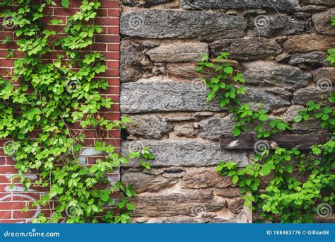 Vine Growing On Brick And Stone Wall Stock Photo Image Of Copyspace