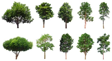 Tree Collection Beautiful Large Tropical Tree Set Suitable For Use In