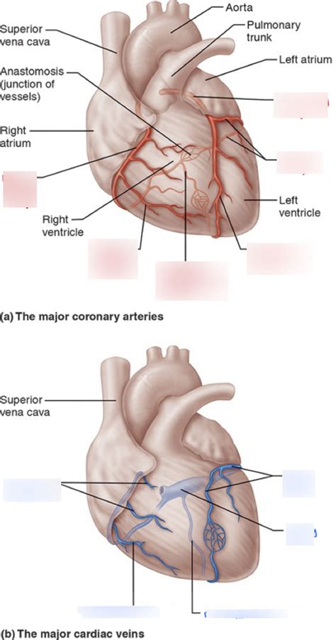 Labeling The Coronary Arteries And Veins Diagram Quizlet