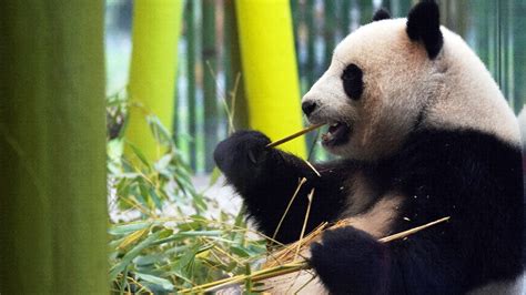 Panda Dame Noch Immer Plemplem Sex Soll Meng Meng Heilen Berlin Bildde