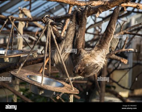 Monkey Hanging From Branch Hi Res Stock Photography And Images Alamy