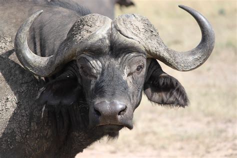 Wildlife Pic Of The Week The African Buffalo