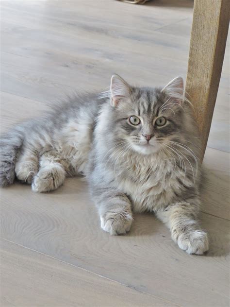 Best Images Ideas About Siberian Kitten Most Affectionate Cat Breeds