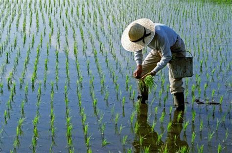 It's low in sodium and cholesterol, but rich in essential vitamins and minerals. Thailand to help farmers ramp up rice production