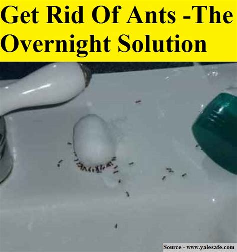Check spelling or type a new query. Get Rid Of Ants The Overnight Solution - HOME and LIFE TIPS