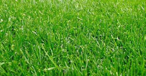 When And How To Fertilize Your Lawn Bermuda Grass Care Bermuda Grass