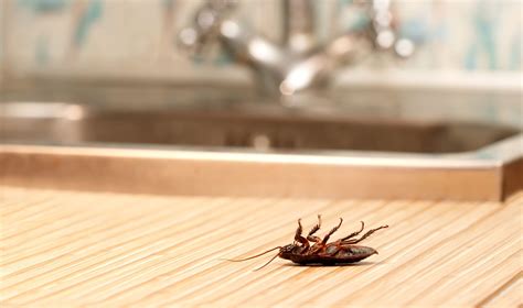 How To Get Rid Of Baby Roaches In Kitchen Cabinets Dandk Organizer