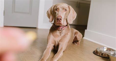 What Is Prednisone Used To Treat For Dogs