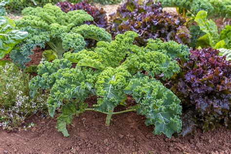 Growing Kale How To Germinate Water And Harvest