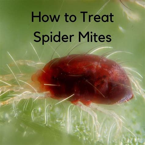 How To Treat And Prevent A Spider Mite Infestation Dengarden