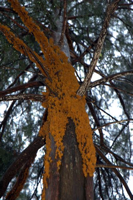 Managing fusiform rust on loblolly and slash pine in. More Cedar-Apple Rust Fungus! | Orange Rust fungus on a ...