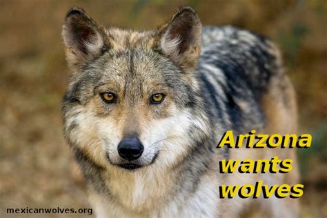 Mexican Wolf Reintroduction Project News Lobos Of The Southwest