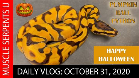 Pumpkin Ball Python Happy Halloween 2021 Youtube