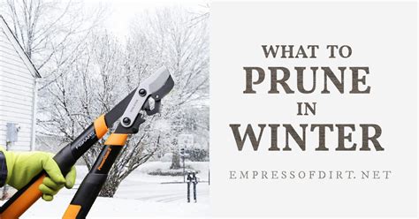 What To Prune In Winter Trees Shrubs And Vines — Empress Of Dirt