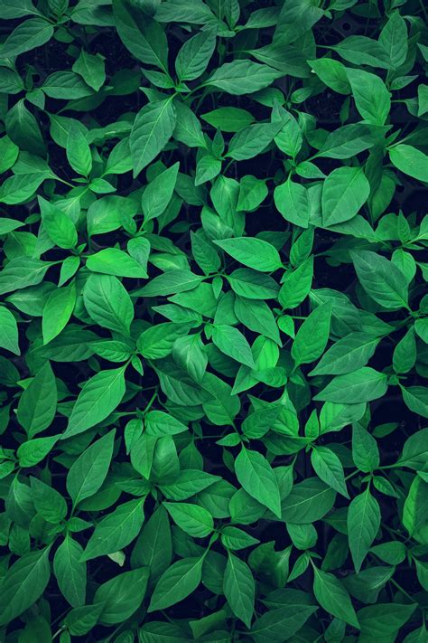 500 Green Plant Pictures Hd Download Free Images On Unsplash