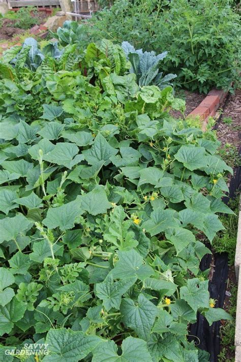 Cucumber Plant Problems Identification And Organic Solutions