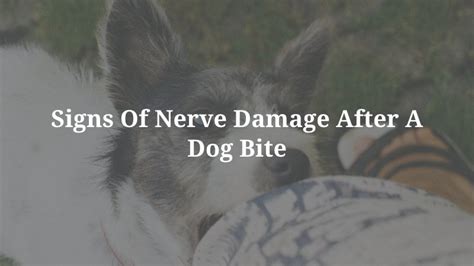 Nerve Damage From A Dog Bite Graham Scofield Injury Lawyers