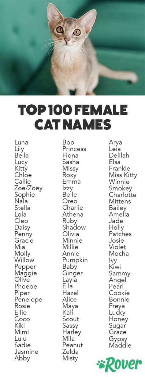 The 131 Most Popular Female Cat Names For 2019 Kitten