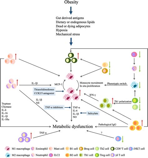 Proposed Mechanisms For Obesity Induced Metabolic Dysfunction In Immune