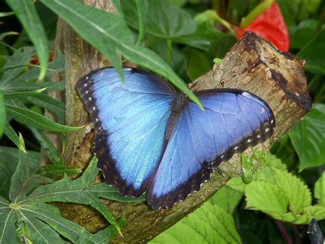 What does the blue morpho caterpillar look like? Through Handlens and Binoculars: Blue Morpho Madness