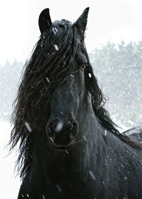 Friesian Horse In The Snow Horses In Snow Black Horses Horses And