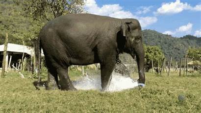 Elephant Animals Fountain Animated Fun Sprinkler Summer