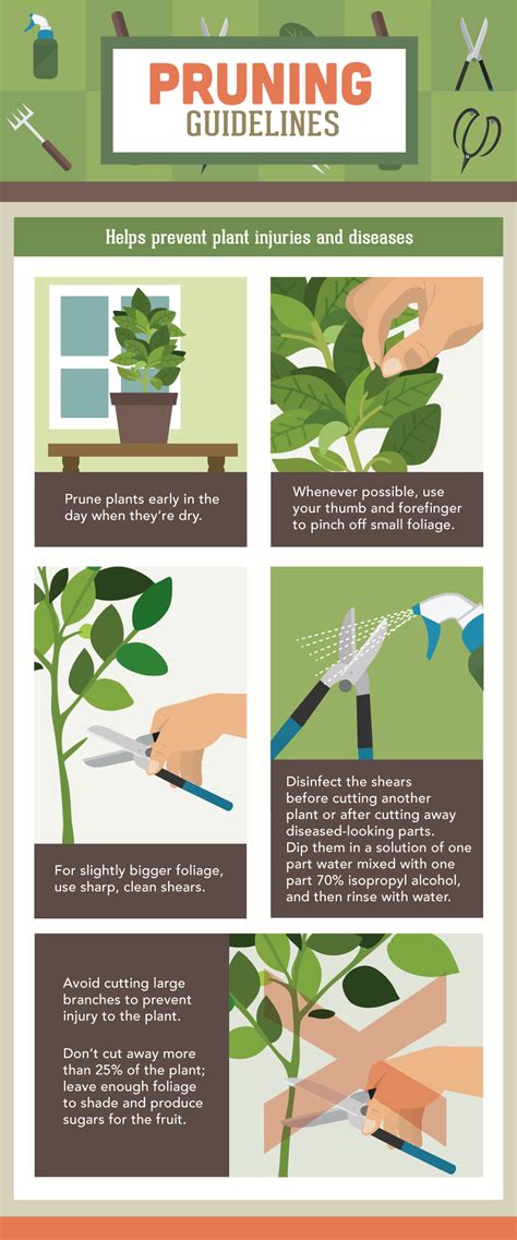 Should You Prune Vegetable Plants