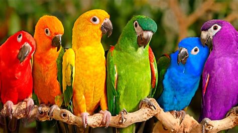 Top 10 Beautiful Birds In The World Top 10 Cutest Birds In The World