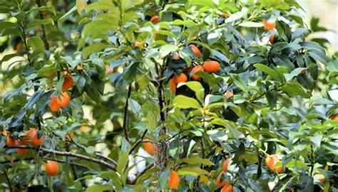 Potted Persimmon Trees Ideal Container Size And Care Tips Rennie Orchards