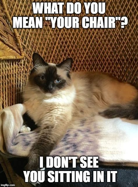 Siamese Cat Jokes Cats Types