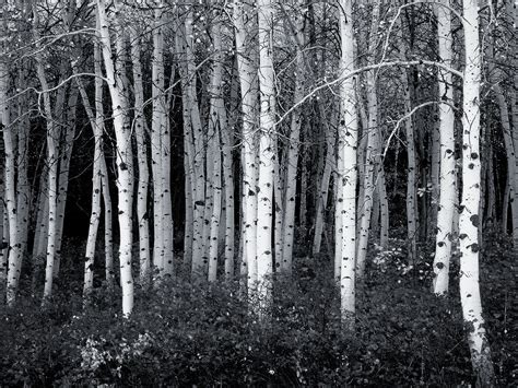 Free Download Black And White Forest Photography 40 Black And White