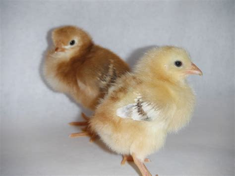 Are These Two Different Breeds Of Chicks Backyard Chickens Learn