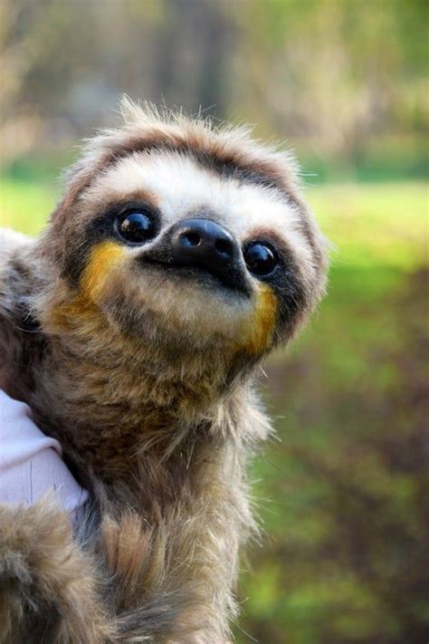 Pin By Elizzarose On Random In 2020 Cute Baby Sloths Cute Sloth