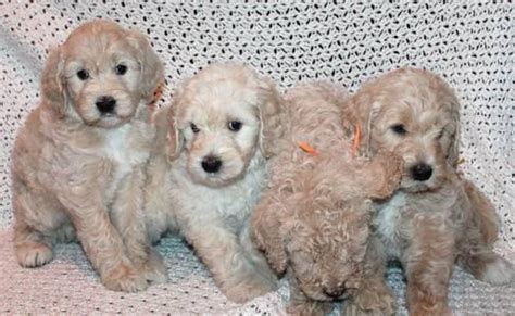 Maybe you would like to learn more about one of these? F1b Goldendoodle Pups (More Poodle)BEST for ALLERGIES ...