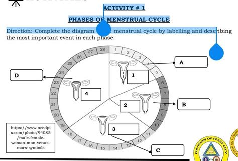 Activity Phases Of Menstrual Cycledirection Complete The Diagram Of